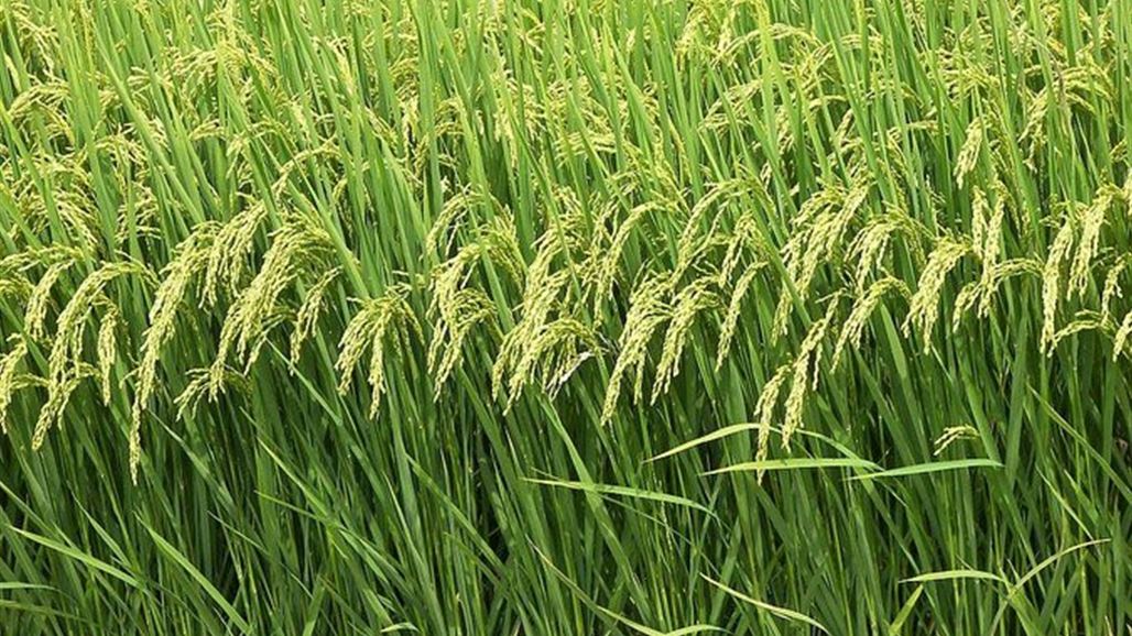 Agriculture: Marketing of 5000 Tons of Wheat Crop in Babylon
